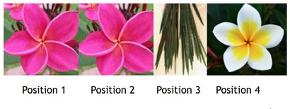 This is pattern one. The picture shows two pink flowers in positions 1 and 2. Position 3 are green leaves that look like pine needles. Position 4 is a white and yellow flower