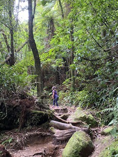 A long shot photo of a person strolling through the bush