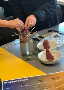 A photo of kumara being prepared for the experiment