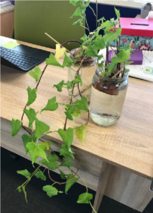 A picture of a sprouting kumara piece in a jar