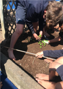 Several students planting kumera