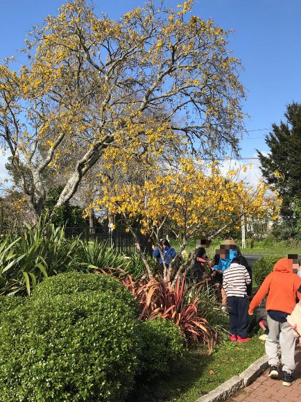 A photo of about 10 students under a 5m high kowhai tree