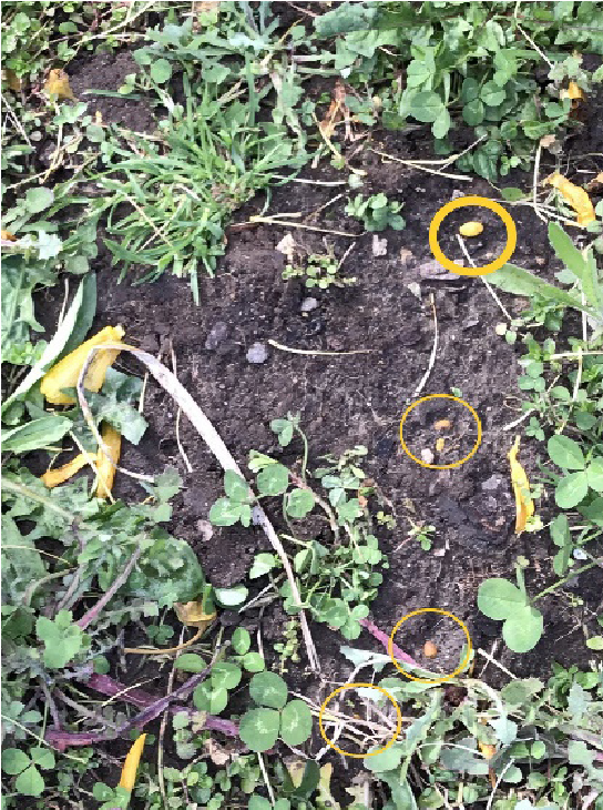 A close up of the ground, with small seeds circles in yellow