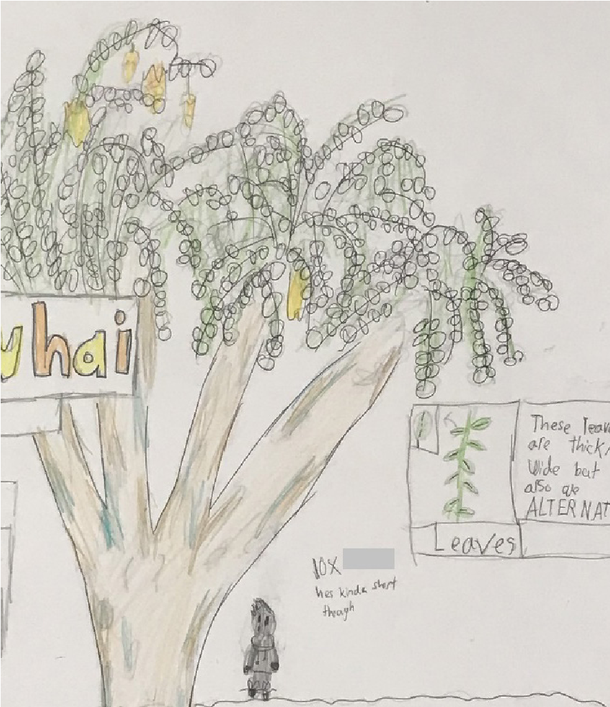 A child's picture of a person standing under a kowhai tree, with some blackboard like notes in the background